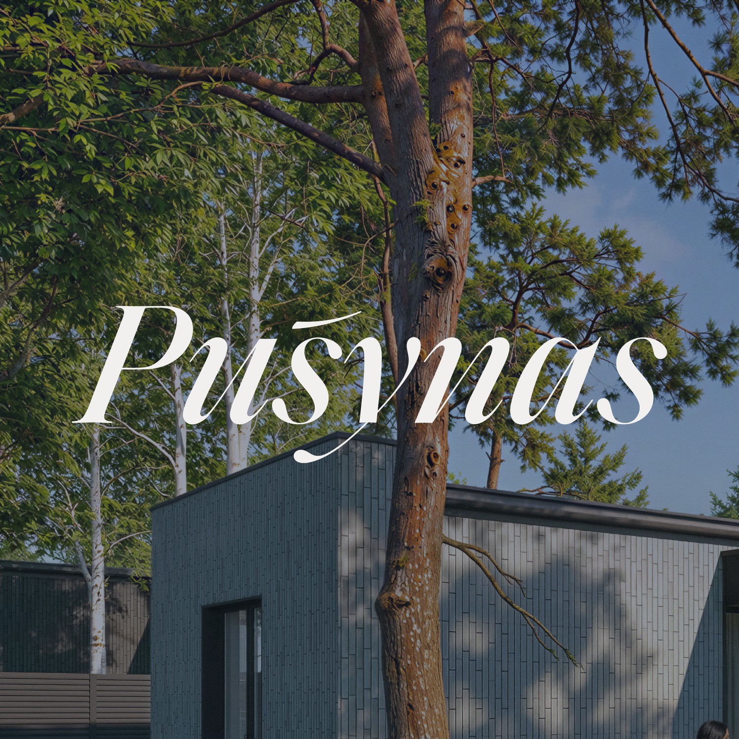 Pušynas in a calligraphic italic over a pine tree